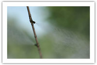 Brumisation - vaporisation sous haute pression